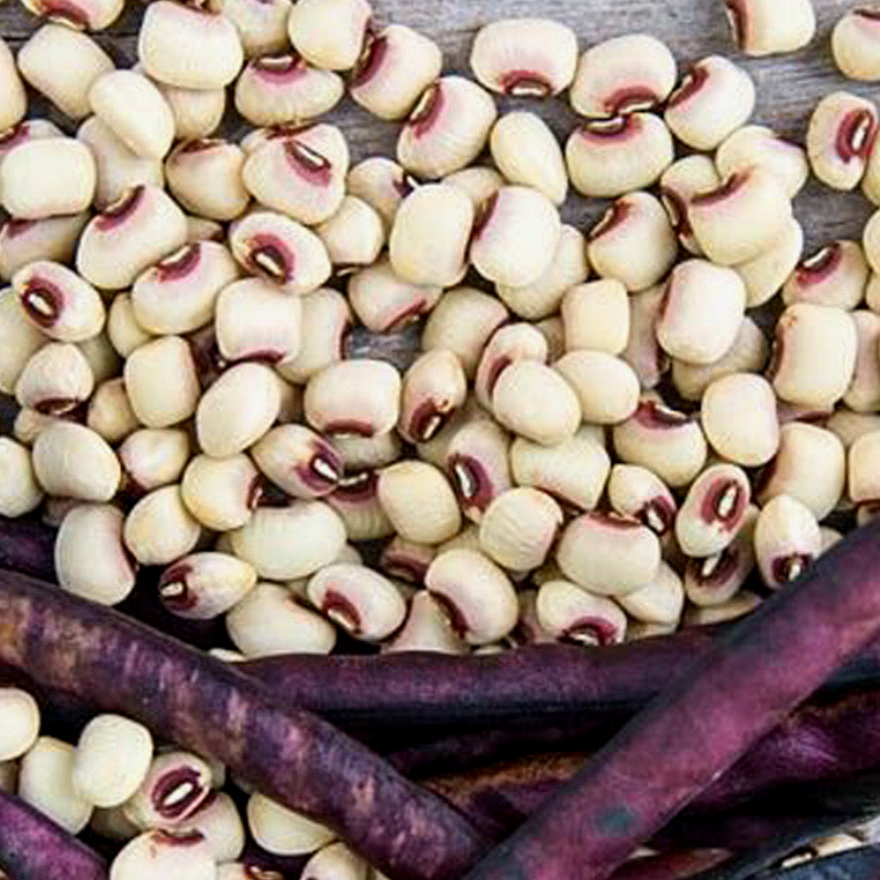 Top Pick Cream Pea, Cowpea (Vigna unguiculata)