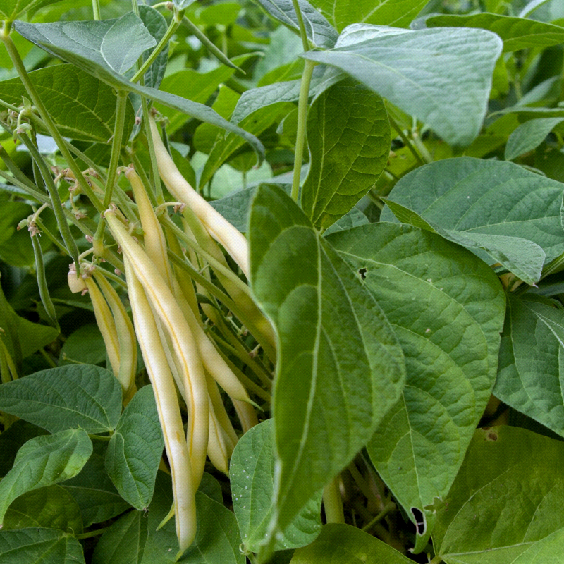 Golden Wax, Yellow Bean (Phaseolus vulgaris)