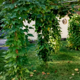 King of the Garden, Lima Pole Bean (Phaseolus lunatus)