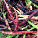 Top Pick Pinkeye Purple Hull,  Cowpea (Vigna unguiculata)