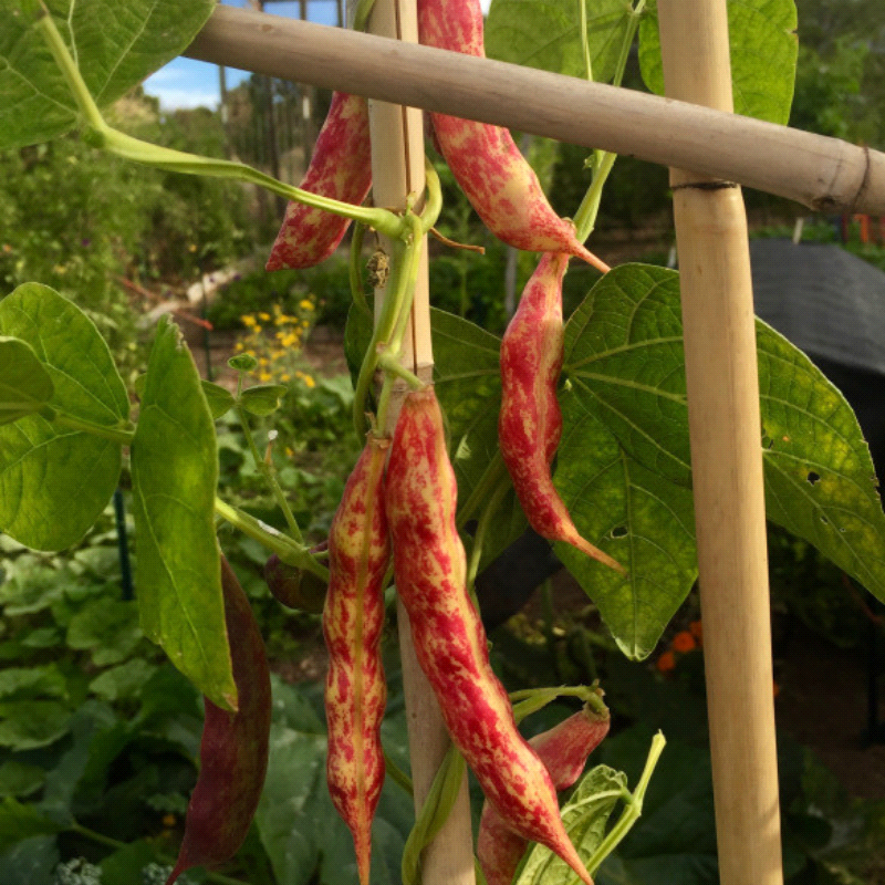 Borlotto (Italian Heirloom), Bush Bean (Phaseolus vulgaris)