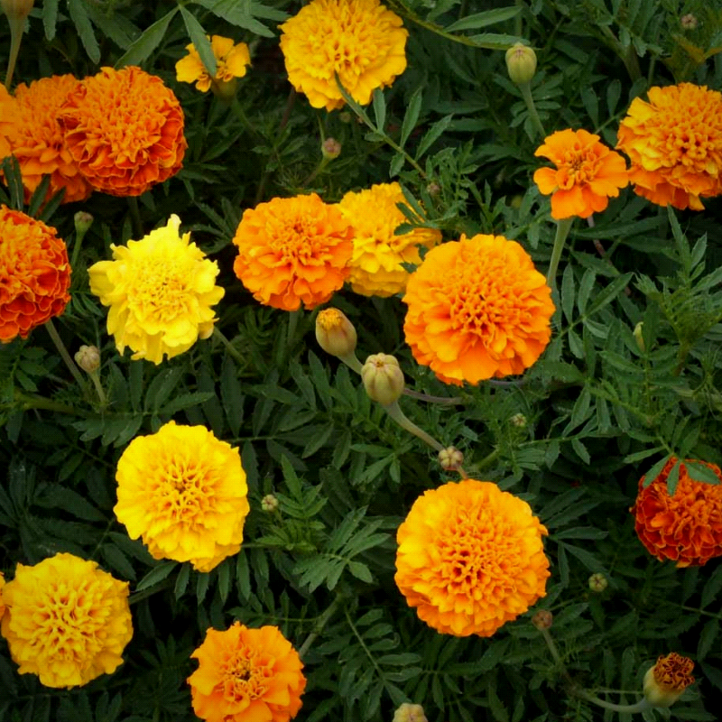 TAGETES patula 'Petite Mix' (French Marigold - Petite Mix)