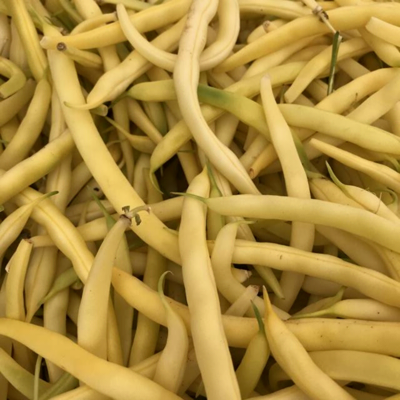 Golden Wax, Yellow Bean (Phaseolus vulgaris)