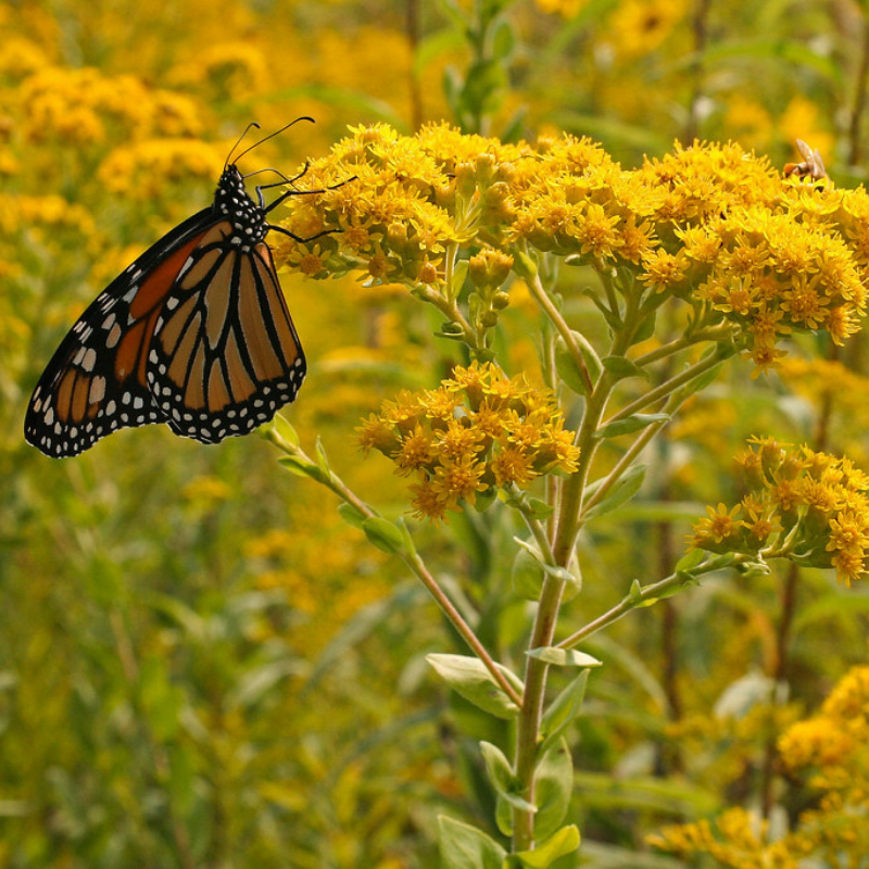 SOLIDAGO rigida (Rigid Goldenrod, Stiff Goldenrod)