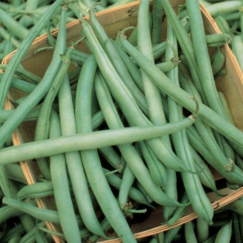 Provider Green, Bush Bean (Phaseolus vulgaris)