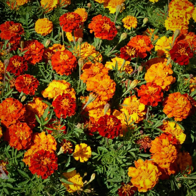 TAGETES patula 'Sparky Mix' (French Marigold - Sparky Mix)