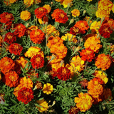 TAGETES patula 'Sparky Mix' (French Marigold - Sparky Mix)