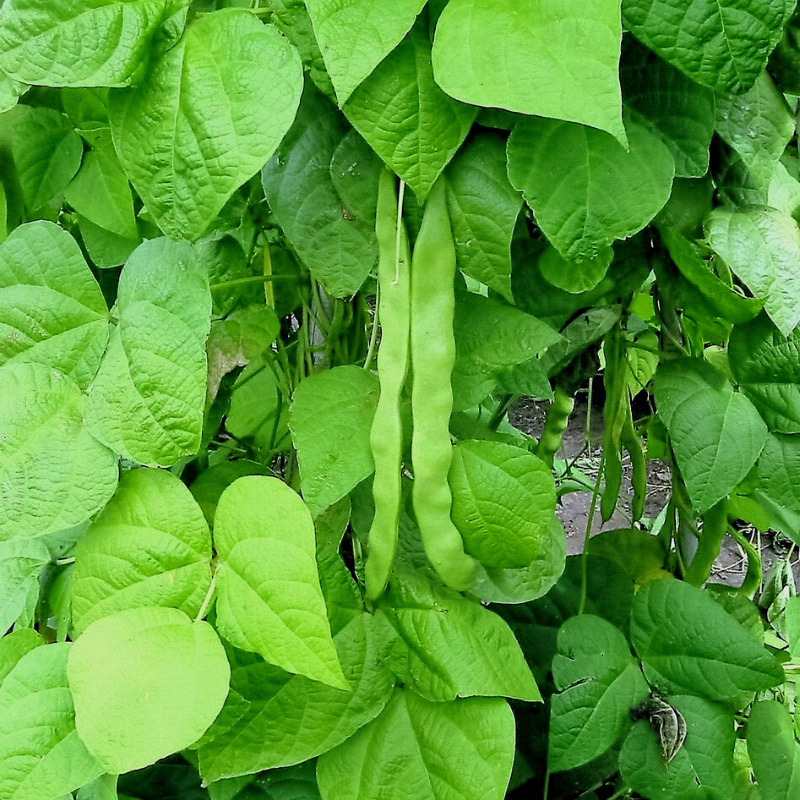 Missouri Wonder, Pole Bean (Phaseolus vulgaris)
