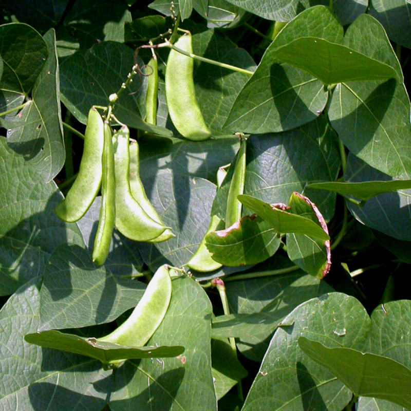 Cangreen, Baby Bush Lima Bean (Phaseolus lunatus)