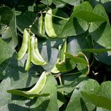 Cangreen, Baby Bush Lima Bean (Phaseolus lunatus)