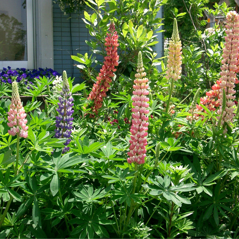 LUPINUS polyphyllus (Bigleaf Lupine)