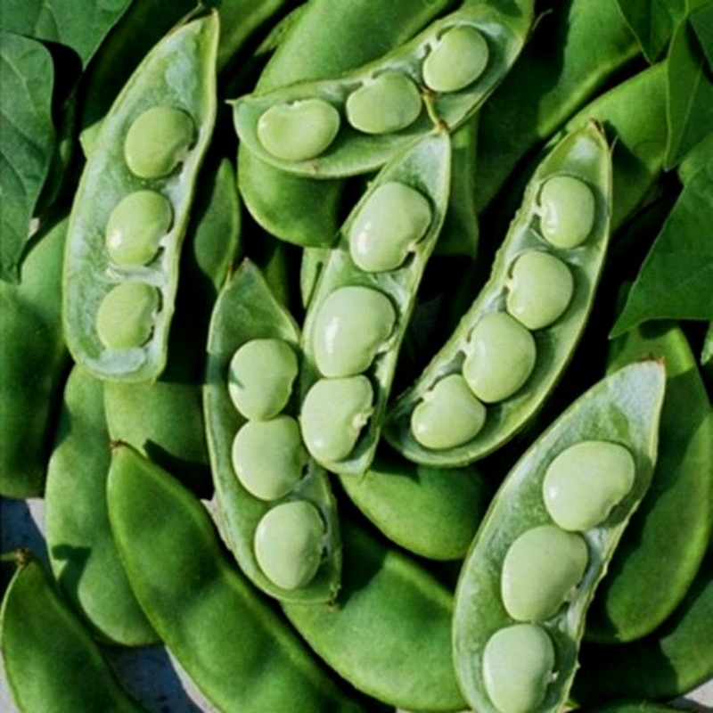 Cangreen, Baby Bush Lima Bean (Phaseolus lunatus)