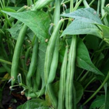 Provider Green, Bush Bean (Phaseolus vulgaris)
