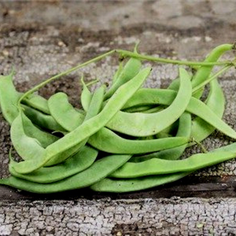 Missouri Wonder, Pole Bean (Phaseolus vulgaris)