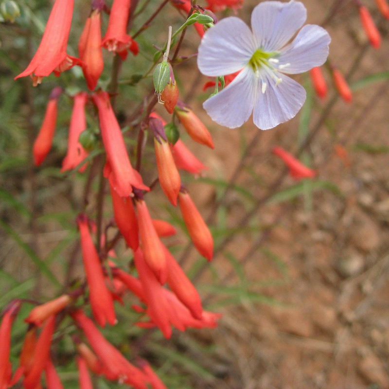 PENSTEMON eatonii (Eaton's Penstemon)