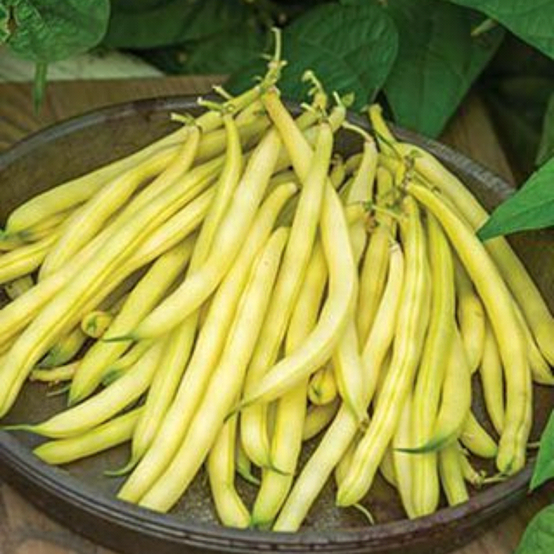 Sungold, Yellow Bean (Phaseolus vulgaris)