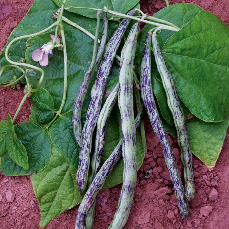 Rattlesnake, Pole Bean (Phaseolus vulgaris)