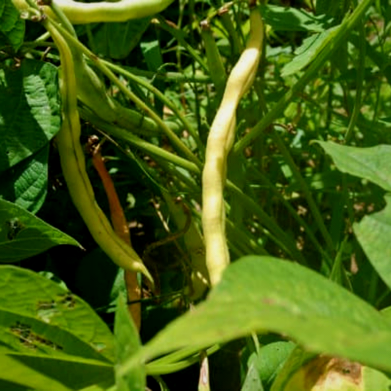 Cannellino Italian, Bush Bean (Organic) (Phaseolus vulgaris)