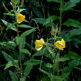 OENOTHERA biennis (Evening Primrose)