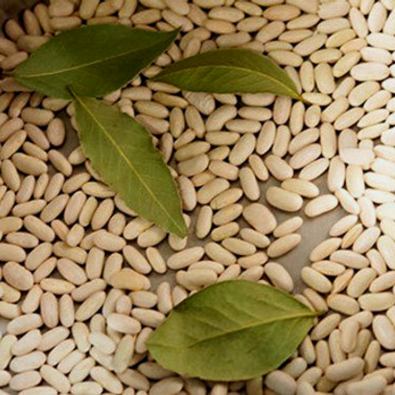 Cannellino Italian, Bush Bean (Organic) (Phaseolus vulgaris)