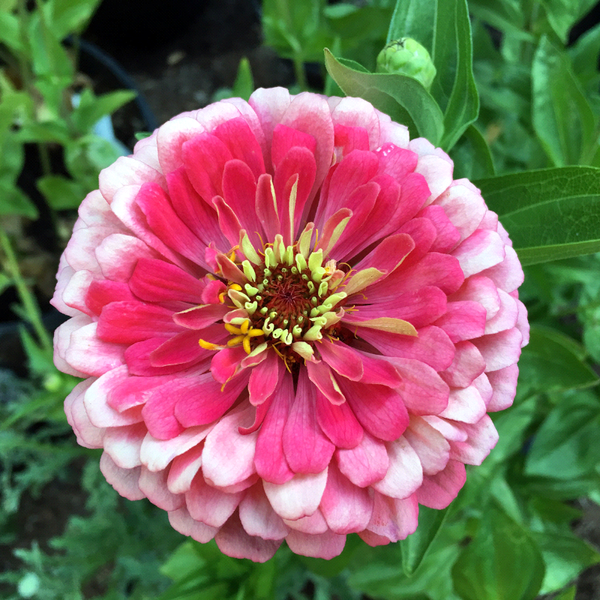 ZINNIA elegans 'Rose' (Zinnia, Rose) – MySeedsCo