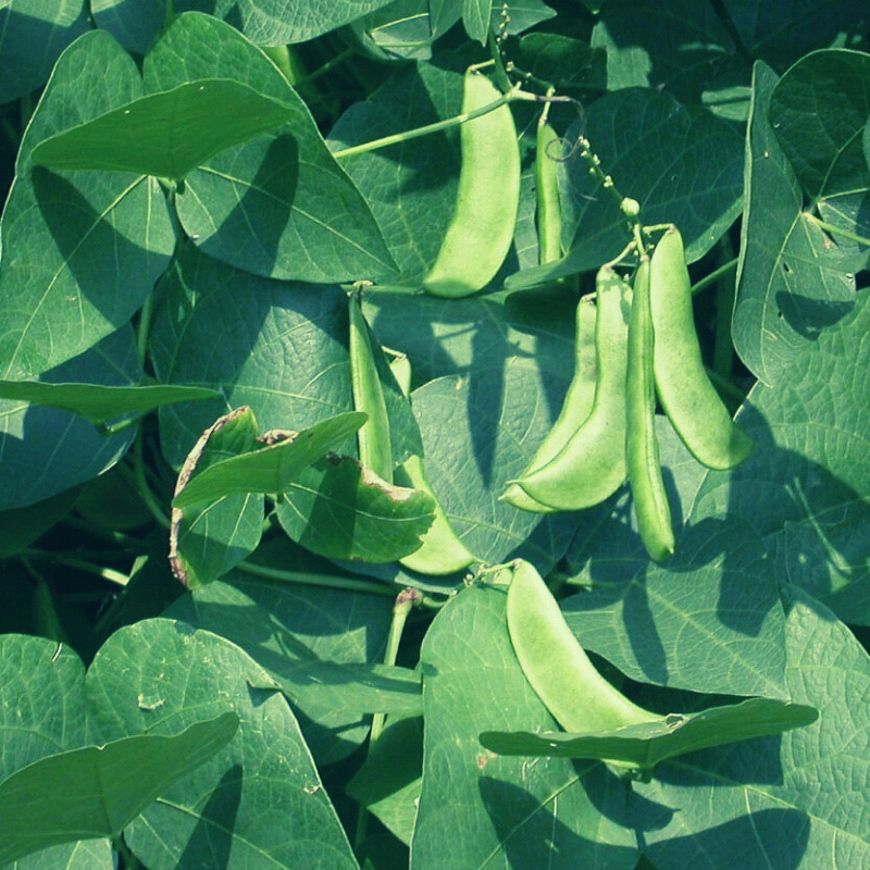 Burpee Improved Bush, Lima Bean (Phaseolus lunatus)