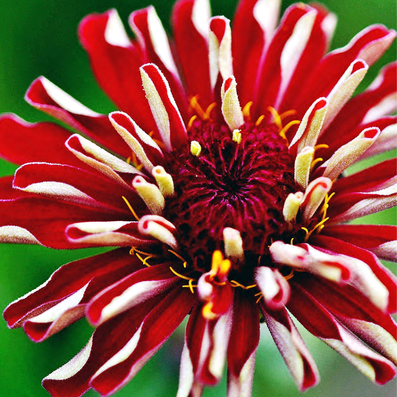 ZINNIA elegans 'Scarlet Flame' (Zinnia, Scarlet - Scarlet Flame)