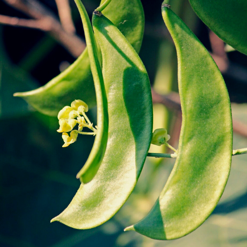 Early Thorogreen, Lima Bean (Phaseolus lunatus)