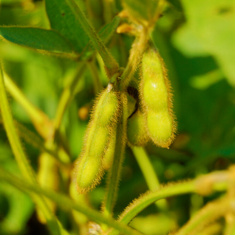 Japanese Black Daizu, Edamame Bean (Glycine max)