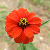 ZINNIA peruviana (Peruvian Zinnia)