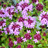 Thymus pulegioides (Lemon Thyme, Broad-leaved Thyme, Creeping Wild Thyme)  Height: 2-10"