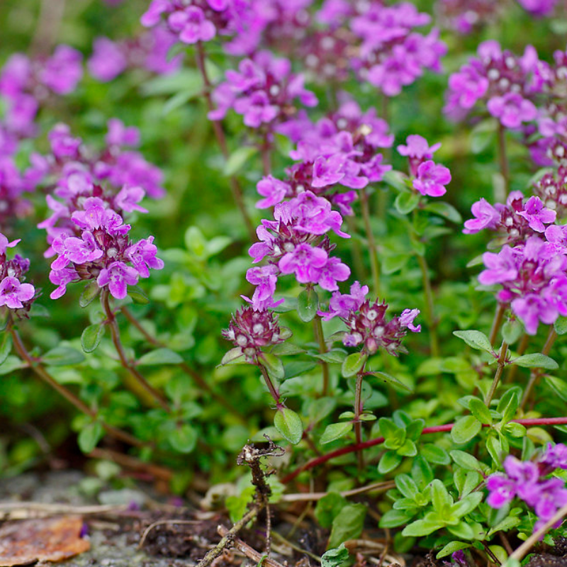 Thymus serpyllum (Dwarf Creeping Thyme) Height: 4-6"
