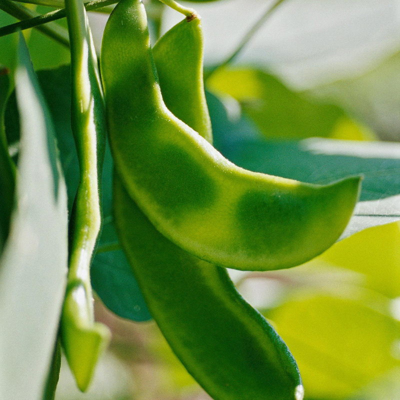 Fordhook, Lima Bean (Phaseolus lunatus)