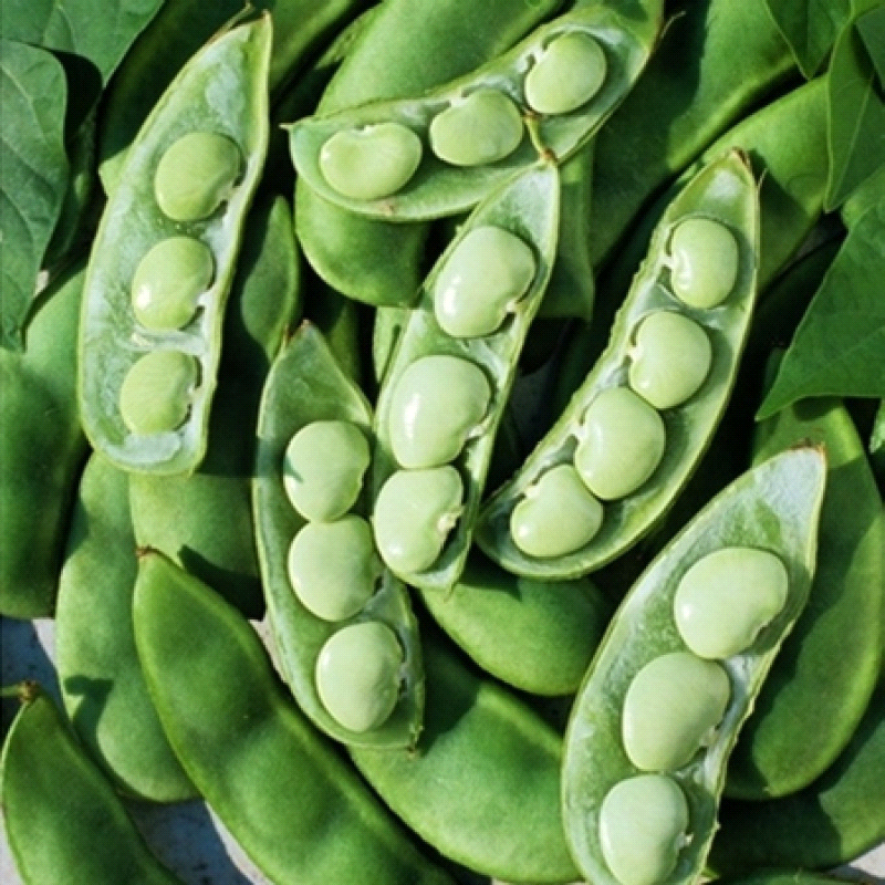 Fordhook, Lima Bean (Phaseolus lunatus)