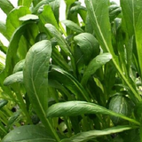 Mibuna Chinese Cabbage (Brassica rapa)