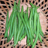Slenderette Green, Bush Bean (Phaseolus vulgaris)