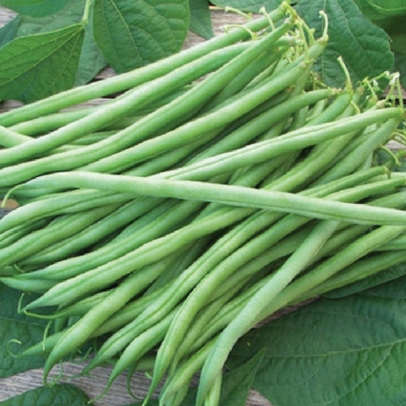 Tenderette Green, Bush Bean (Phaseolus vulgaris)