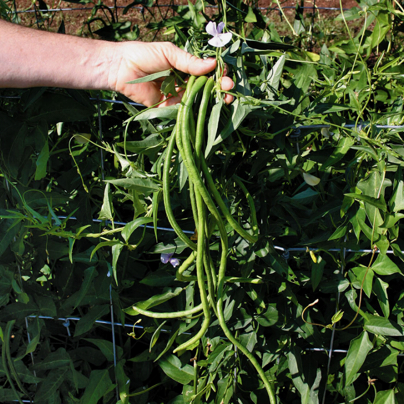 Yardlong, Pole Bean (Vigna unguiculata)