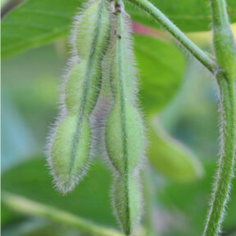 Midori Giant, Edamame Bean (Organic) (Glycine max)
