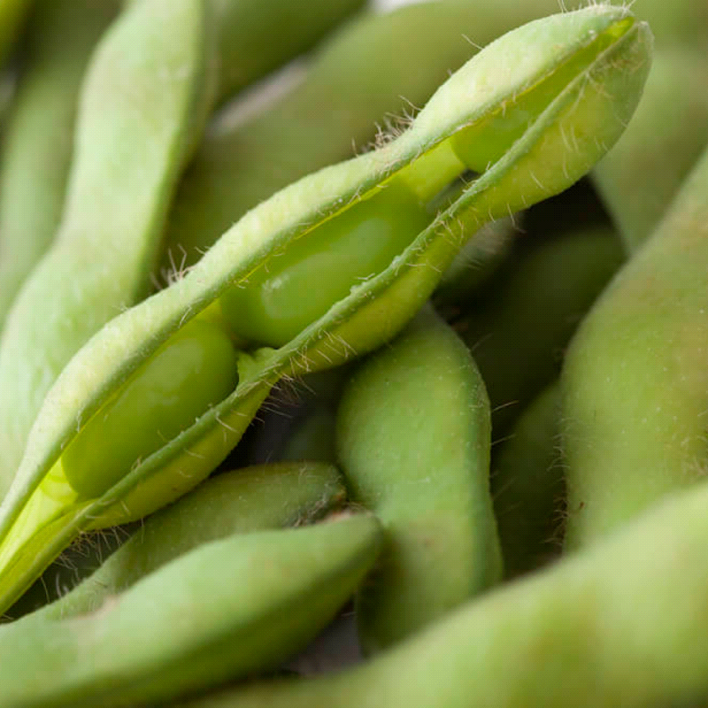 Midori Giant, Edamame Bean (Organic) (Glycine max)