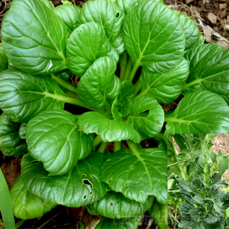 Tat Soi Chinese Cabbage, Spoon Mustard (Brassica rapa)