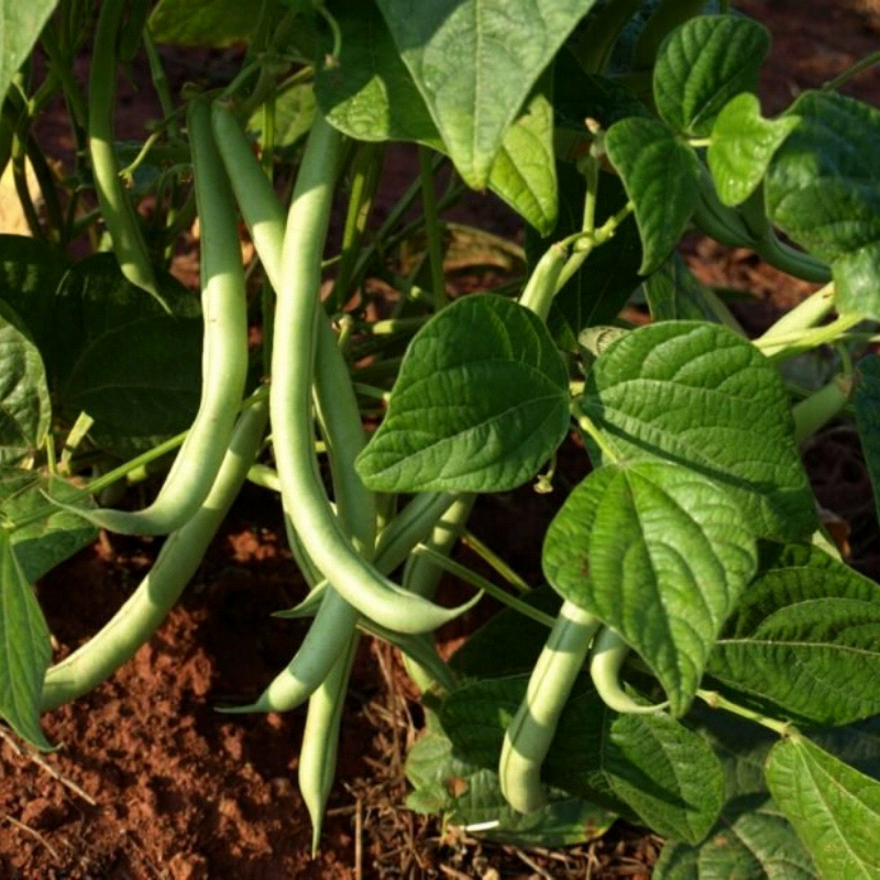 Mountain Half, Runner Bean (Phaseolus vulgaris)