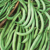Tendergreen Improved Green, Bush Bean (Phaseolus vulgaris)