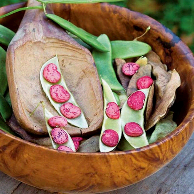 Jackson Wonder Butterbean, Lima Bean (Phaseolus lunatus)