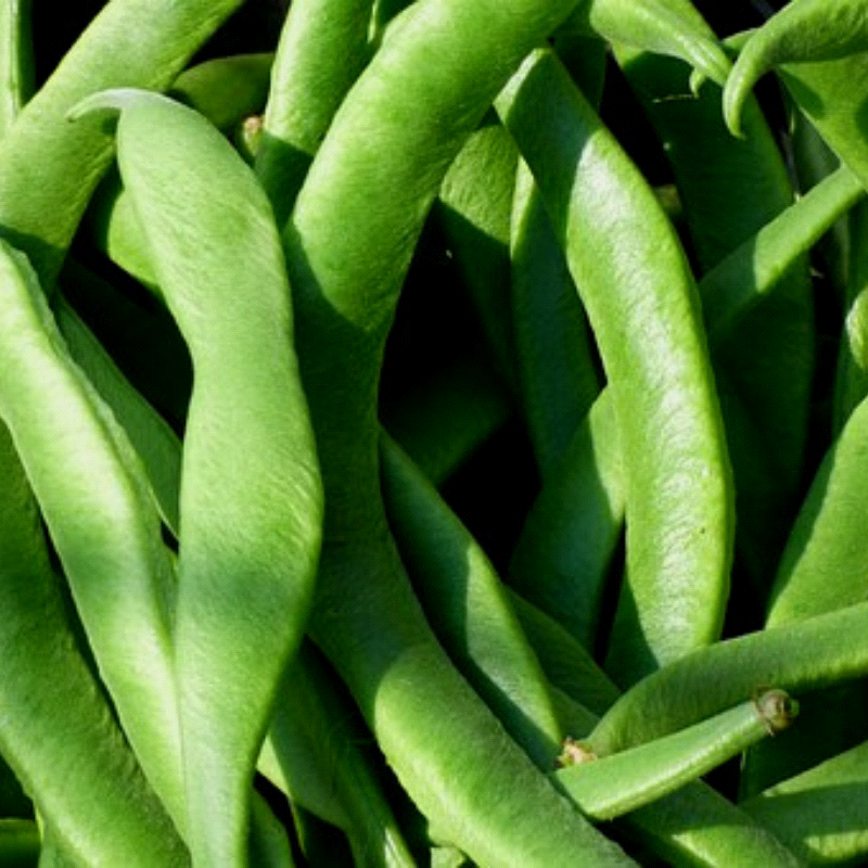 Mountain Half, Runner Bean (Phaseolus vulgaris)