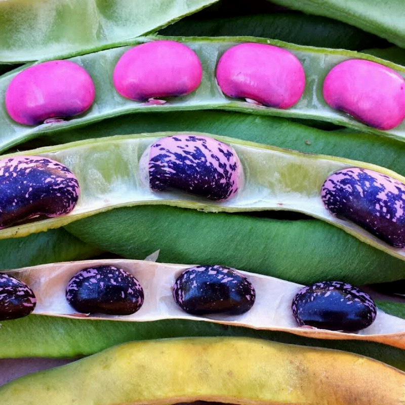 Scarlet Emperor, Runner Bean (Phaseolus vulgaris)