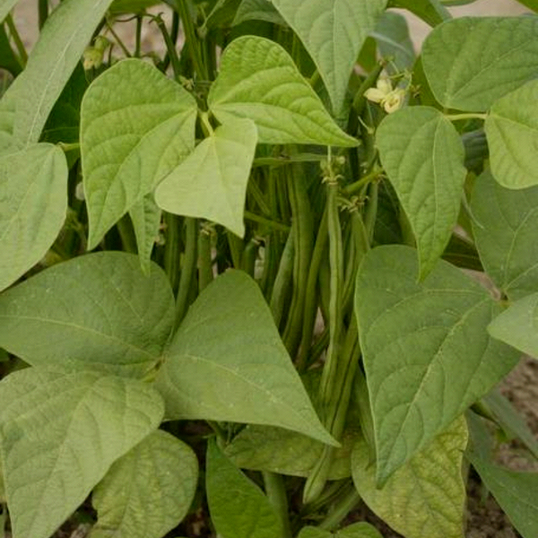 jade beans plant Jade, Bush Bean (Phaseolus vulgaris) 1/2 lb (~ 800 Seeds)