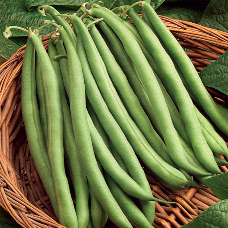 Blue Lake, Pole Bean (Phaseolus vulgaris)