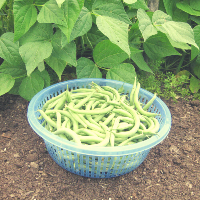 Blue Lake, Pole Bean (Phaseolus vulgaris)