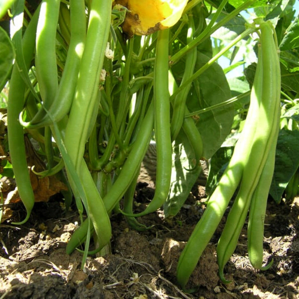 Jade, Bush Bean (Phaseolus vulgaris) 1/2 lb (~ 800 Seeds)